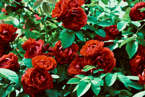 Désinsectisation dératisation L'Haÿ-les-Roses